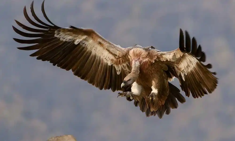 你好！中国引爆国际旅行商热情