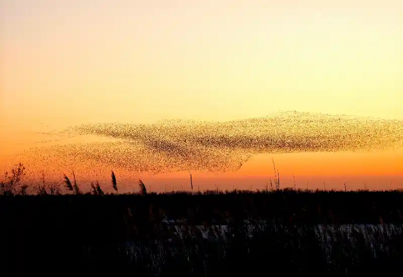 鸟类保护成效显著 濒危物种数量持续回升