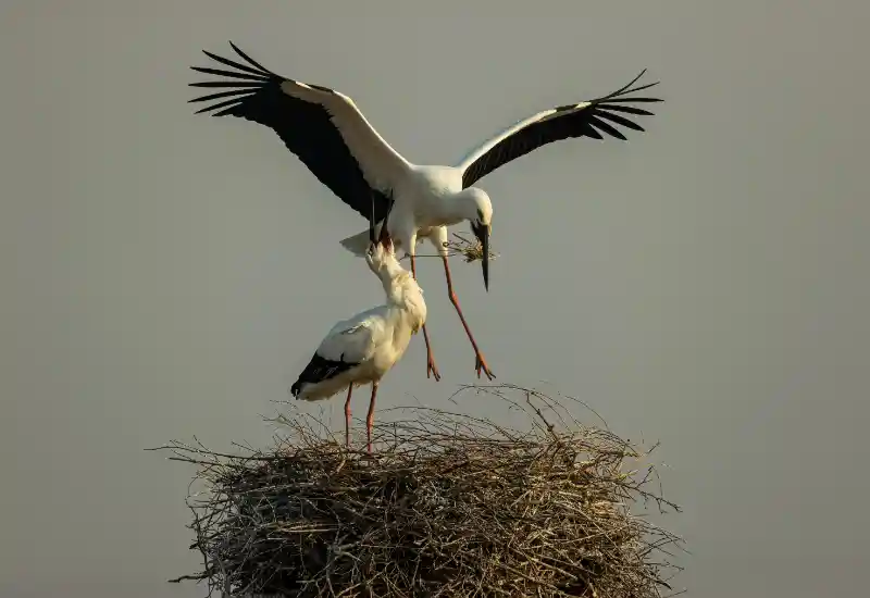 鸟类保护成效显著 濒危物种数量持续回升