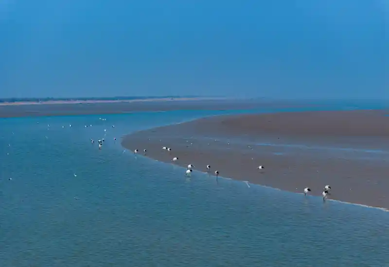 鸟类保护成效显著 濒危物种数量持续回升