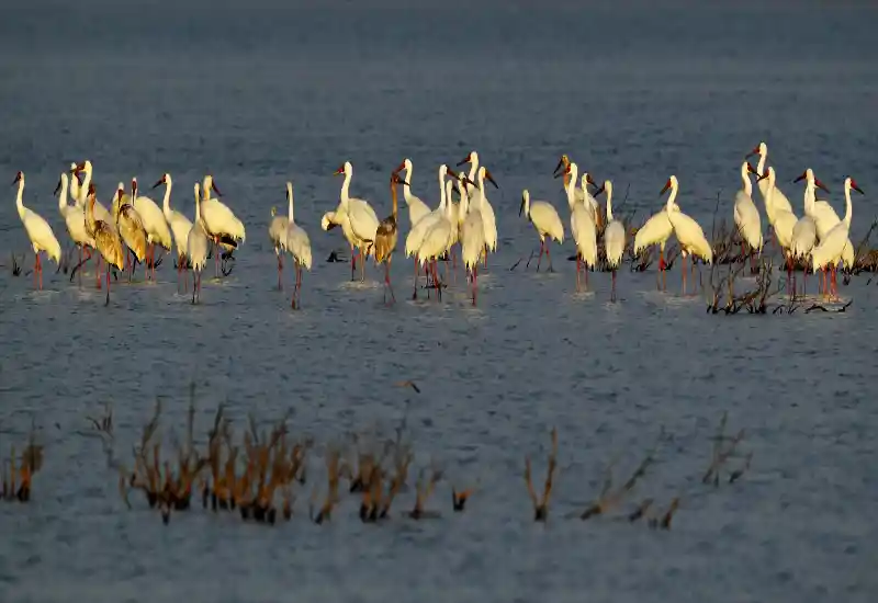 鸟类保护成效显著 濒危物种数量持续回升