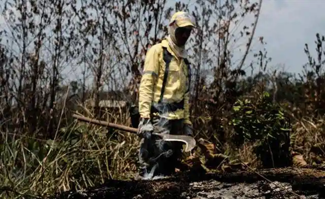 雨林警报！一年消失440万公顷，卢拉陷绿色困局真相曝光