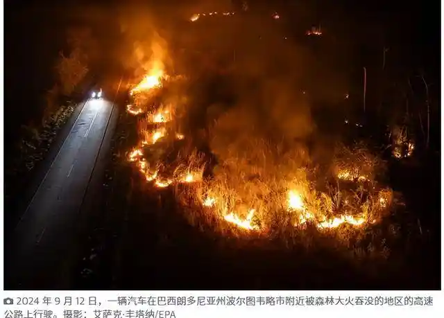 雨林警报！一年消失440万公顷，卢拉陷绿色困局真相曝光