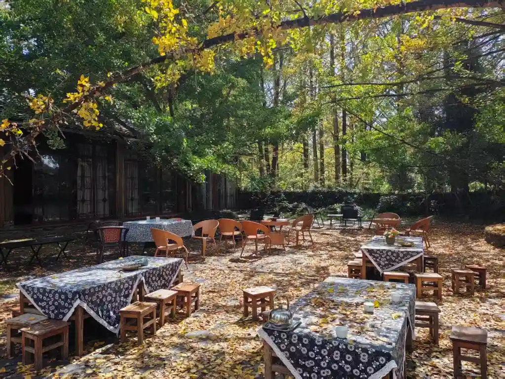 不止银杏！腾冲江东村解锁情绪密码新玩法