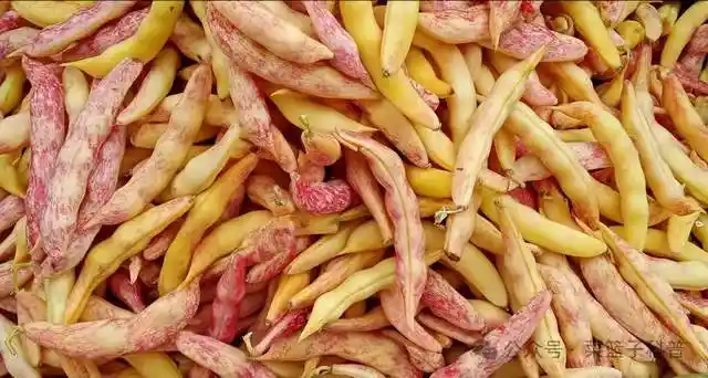 东北油豆角为何霸榜豆角界？揭秘其成为天花板的秘密