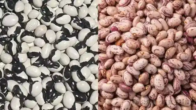 东北油豆角为何霸榜豆角界？揭秘其成为天花板的秘密