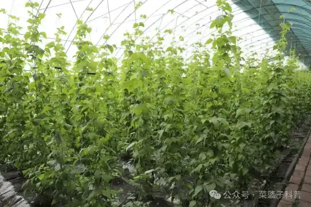 东北油豆角为何霸榜豆角界？揭秘其成为天花板的秘密