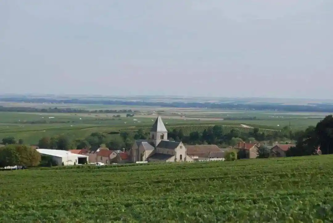 上海首秀！Pierre Péters 单一园晚除渣时间切片实验：同一地块，三年陈酿，极限风味解构