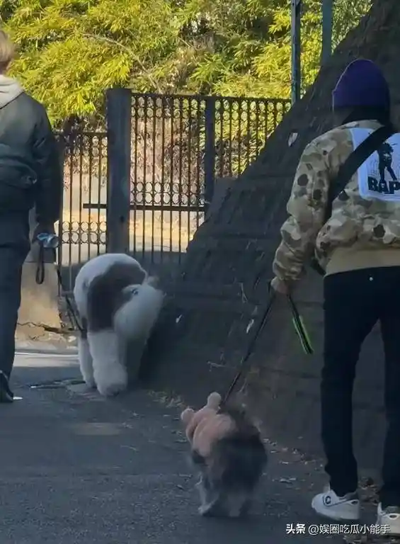 木村拓哉工藤静香遛狗被拍，情侣包+青春穿搭引热议