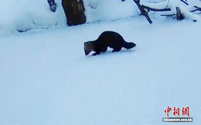 吉林哈泥保护区首现紫貂身影，神秘影像引关注