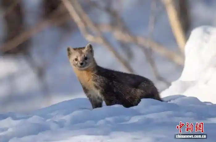 吉林哈泥保护区首现紫貂身影,神秘影像引关注