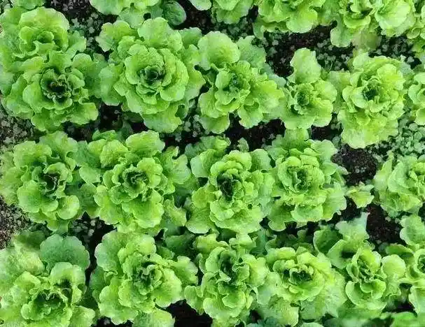 川菜缺席国宴真相曝光！一纸菜单背后的千年饮食政治学