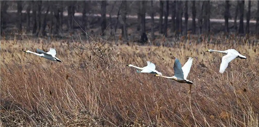 珍禽频现！沈阳生态蝶变引关注