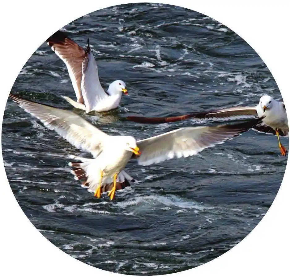 珍禽频现！沈阳生态蝶变引关注