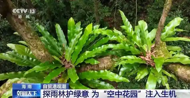 探秘海南绿脉：海底种珊瑚，雨林寻生态新境
