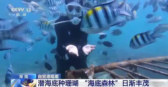 探秘海南绿脉：海底种珊瑚，雨林寻生态新境