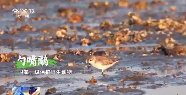探秘海南绿脉：海底种珊瑚，雨林寻生态新境