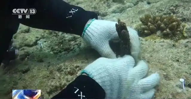 探秘海南绿脉：海底种珊瑚，雨林寻生态新境