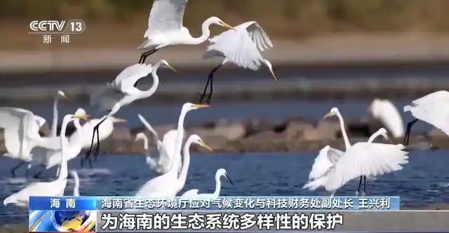 探秘海南绿脉：海底种珊瑚，雨林寻生态新境