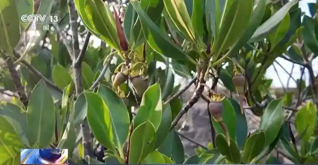 探秘海南绿脉：海底种珊瑚，雨林寻生态新境