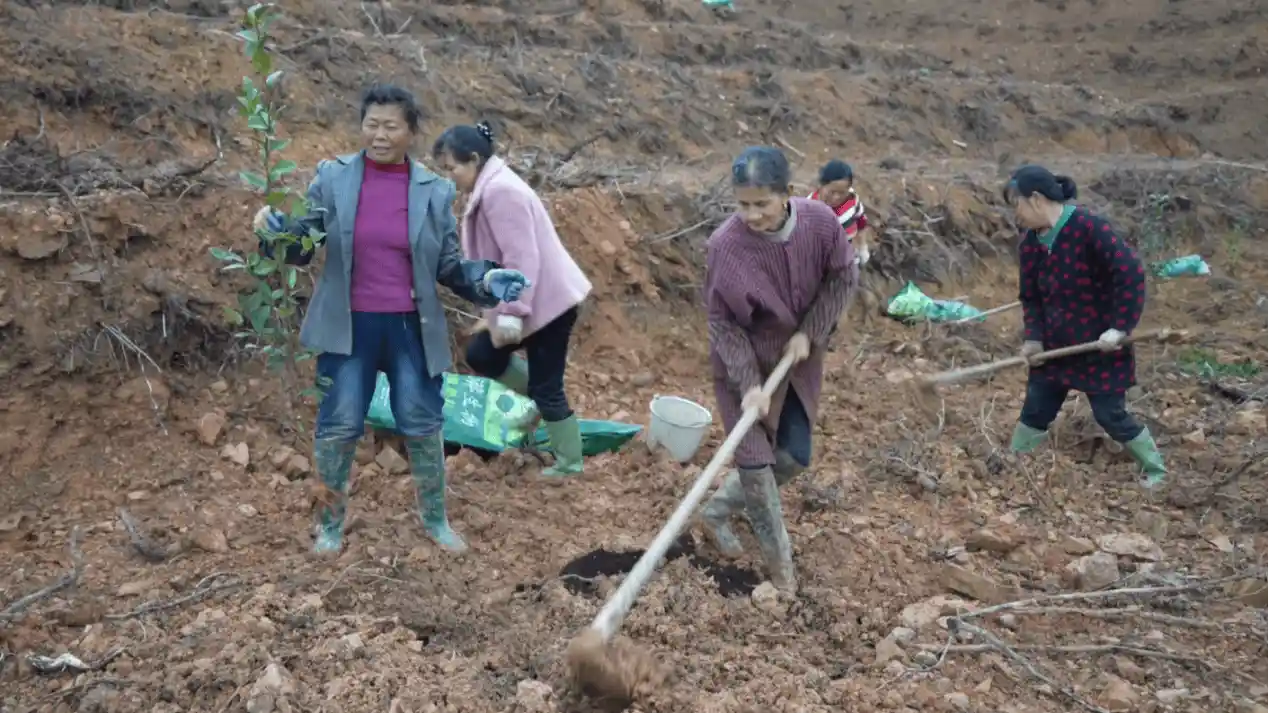 湖南绥宁：春耕备耕忙 油茶产业绘就绿色共富新图景