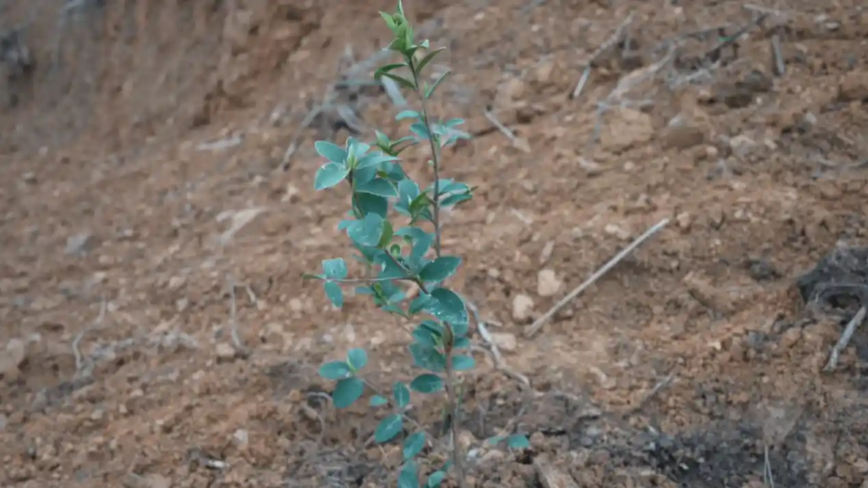 湖南绥宁：春耕备耕忙 油茶产业绘就绿色共富新图景