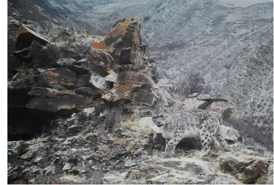 我国重点保护物种保护率突破80% 创新守护野生生命家园