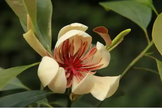 我国重点保护物种保护率突破80% 创新守护野生生命家园