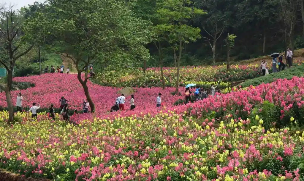 四季常春城，四月天里全年绽放