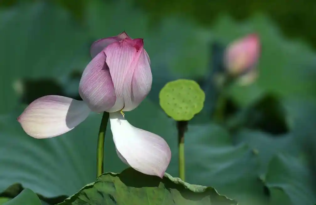 四季常春城，四月天里全年绽放