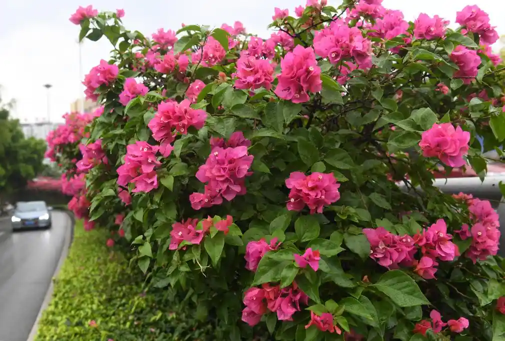 四季常春城，四月天里全年绽放