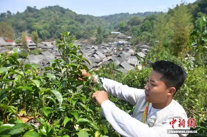 千年古茶迎采收 景迈山引游客打卡热