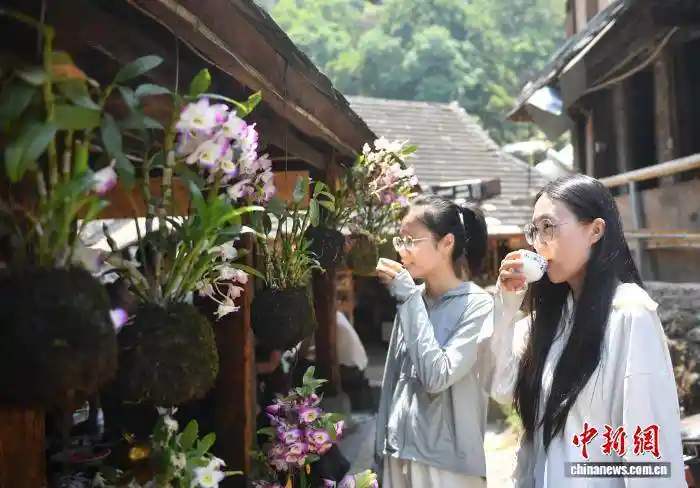 千年古茶迎采收 景迈山引游客打卡热