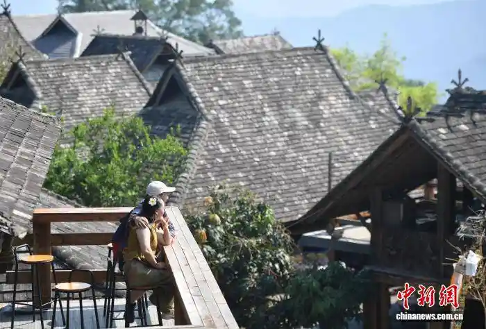 千年古茶迎采收 景迈山引游客打卡热