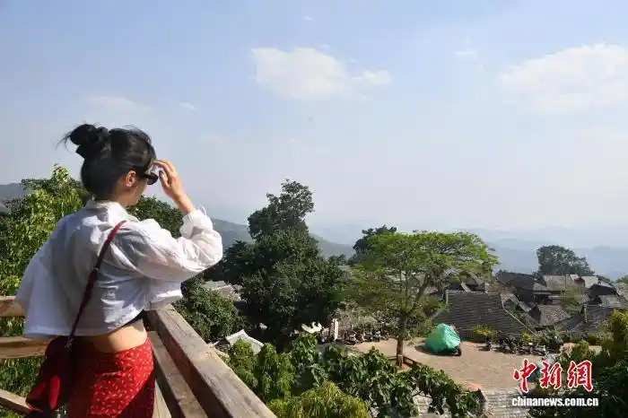 千年古茶迎采收 景迈山引游客打卡热