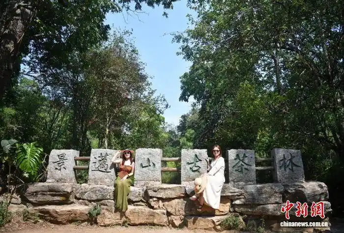 千年古茶迎采收 景迈山引游客打卡热