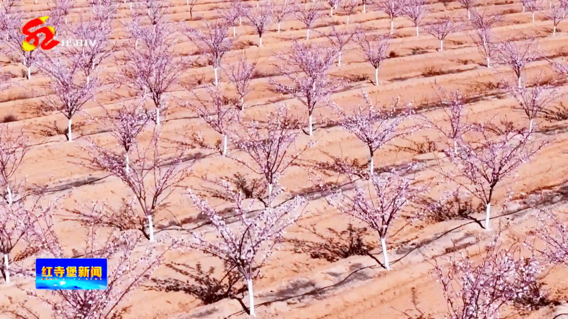 罗山脚下杏花艳 生态治理绘新绿