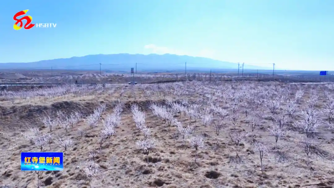 罗山脚下杏花艳 生态治理绘新绿