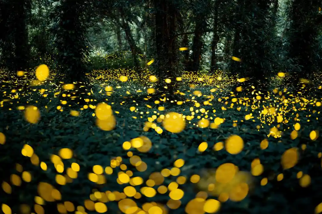 花朝节解锁天河生态新魅力:广州花城守护行动引关注