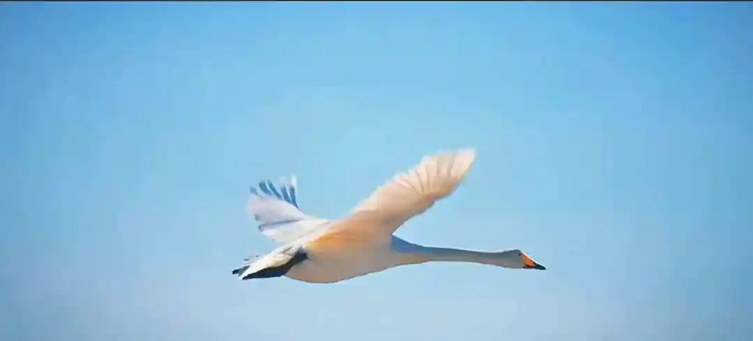 2026株洲鸟类摄影大赛邀您定格飞羽之美，共绘生态新画卷