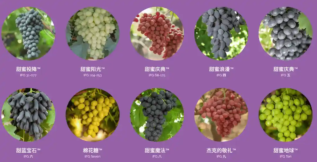 60元一斤的网红葡萄竟有棉花糖甜?中产新宠甜到需配胰岛素