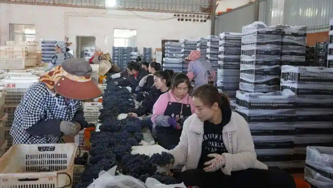 60元一斤的网红葡萄竟有棉花糖甜?中产新宠甜到需配胰岛素