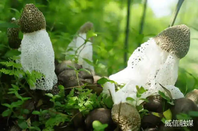 威信县知联会竹林实验室上线！专家扎进山沟搞绿色掘金，村民笑数竹笋变钞票